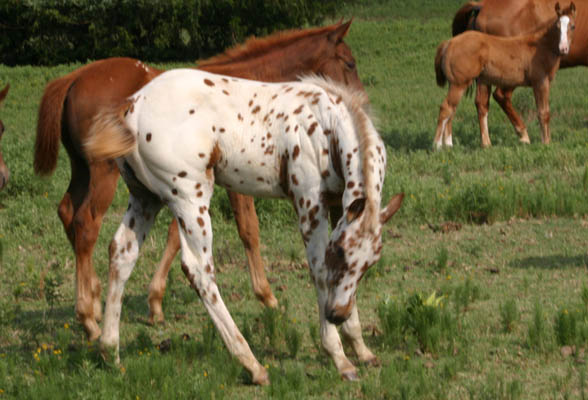 Charicature colt, pictured June 19, 2004
