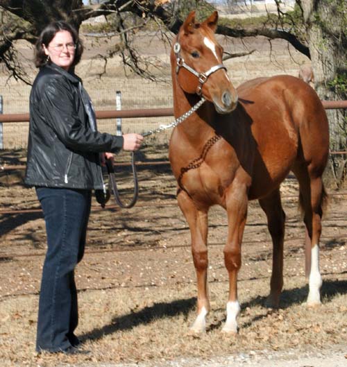 2005 Invitational colt, pictured early December 2005 with Lisa Salter