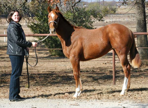 2005 Invitational colt, pictured early December 2005 with Lisa Salter