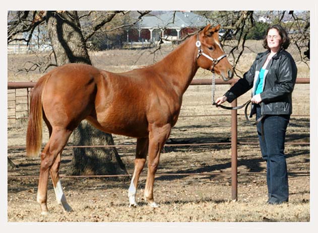 2005 Invitational colt, pictured early December 2005 with Lisa Salter