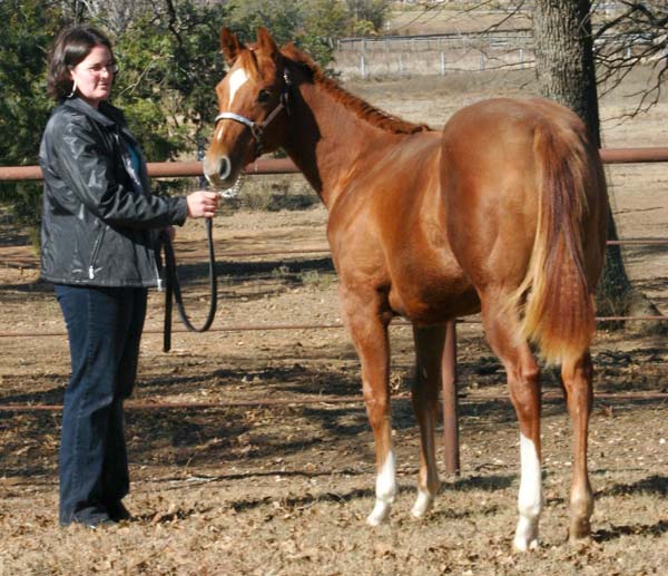 2005 Invitational colt, pictured early December 2005 with Lisa Salter