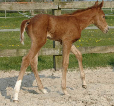 Invied Filly, born in The Netherlands, April 2005