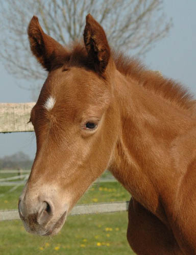 Invied Filly, born in The Netherlands, April 2005
