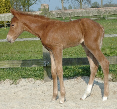Invied Filly, born in The Netherlands, April 2005