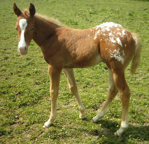 Invied Filly, born in Belgium, April 2005