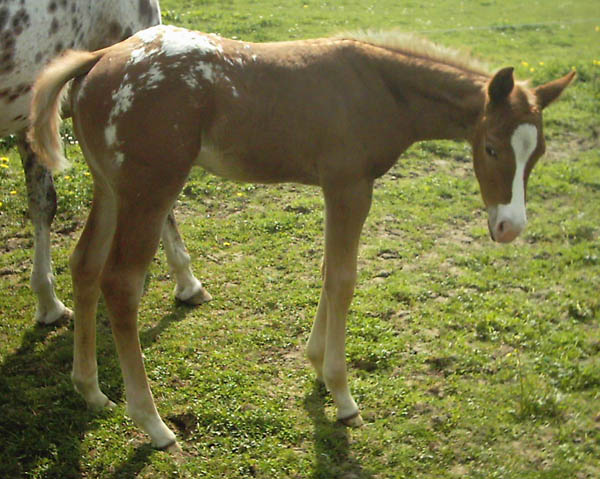 Invied Filly, born in Belgium, April 2005