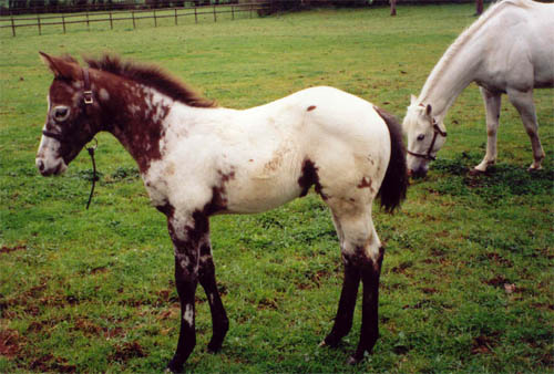 Charicature Colt, born in England