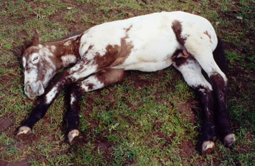 Charicature Colt, born in England