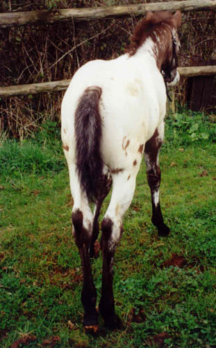 Charicature Colt, born in England