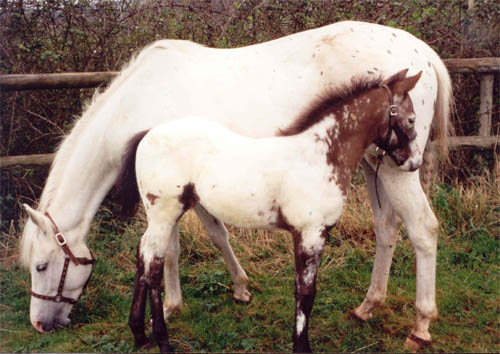 Charicature Colt, born in England