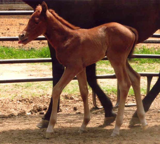 Charicature filly, pictured April 2, 2006