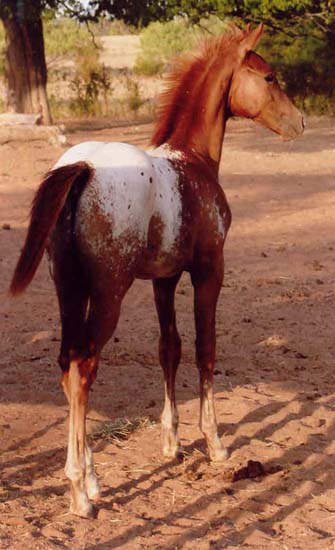 2006 ApHC Gelding, pictured August 2006