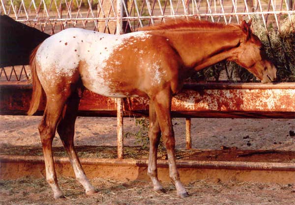 2006 ApHC Gelding, pictured August 2006