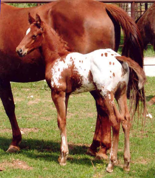 March 2006 Colt by Charicature, pictured April 2, 2006.