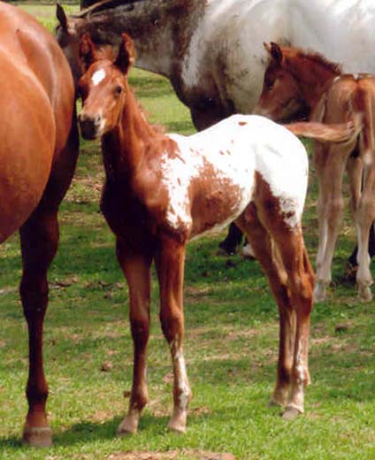 March 2006 Colt by Charicature, pictured April 2, 2006.