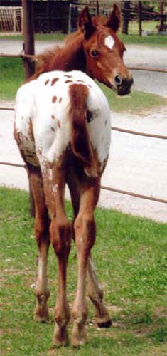 March 2006 Colt by Charicature, pictured April 2, 2006.