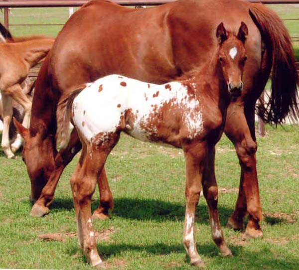 March 2006 Colt by Charicature, pictured April 2, 2006.