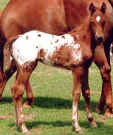 March 2006 Charicature Colt pictured April 2, 2006.