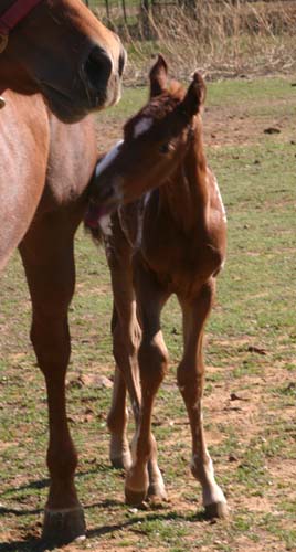 March 2006 Colt by Charicature, pictured March 25, 2006.