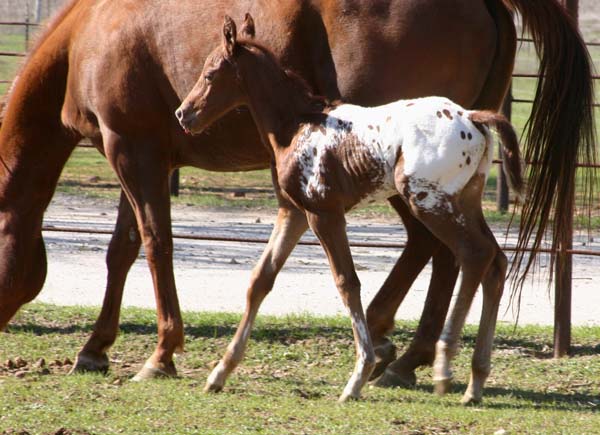 March 2006 Colt by Charicature, pictured March 25, 2006.