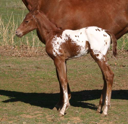 March 2006 Colt by Charicature, pictured March 25, 2006.