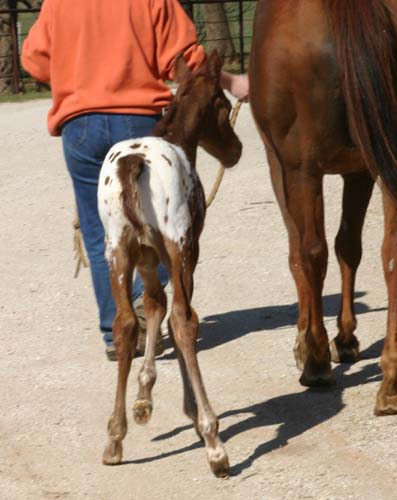 March 2006 Colt by Charicature, pictured March 25, 2006.