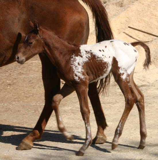 March 2006 Colt by Charicature, pictured March 25, 2006.