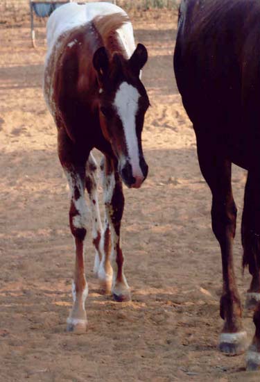 2006 ApHC gelding, pictured August 2006