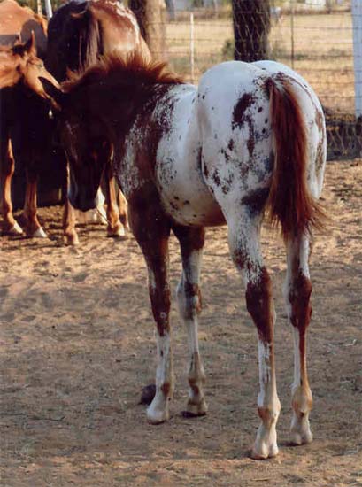 2006 ApHC gelding, pictured August 2006