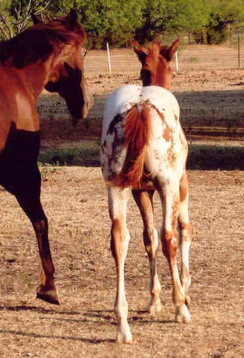 2006 ApHC gelding, pictured August 2006