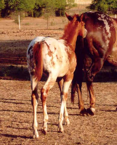 2006 ApHC gelding, pictured August 2006