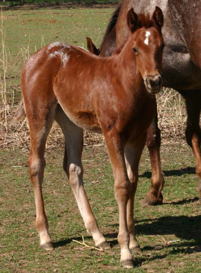 March 2006 Filly, Charicature x Coosa Kay (by Designer Series), pictured March 25, 2006.