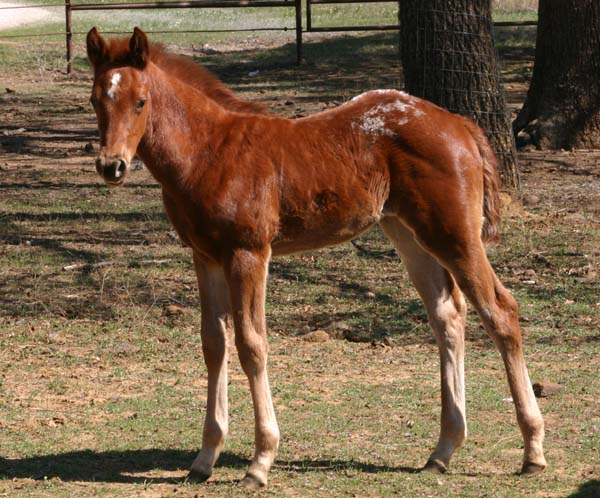 March 2006 Filly, Charicature x Coosa Kay (by Designer Series), pictured March 25, 2006.