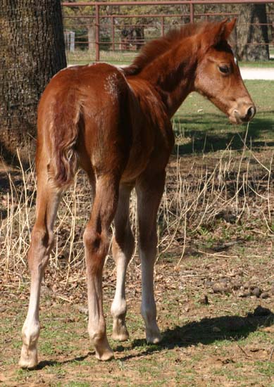 March 2006 Filly, Charicature x Coosa Kay (by Designer Series), pictured March 25, 2006.