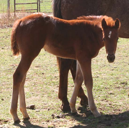 March 2006 Filly, Charicature x Coosa Kay (by Designer Series), pictured March 25, 2006.