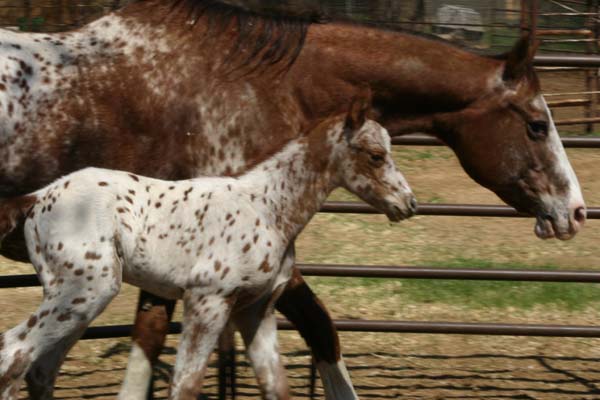 March 2006 Gelding by Charicature, pictured March 25, 2006.