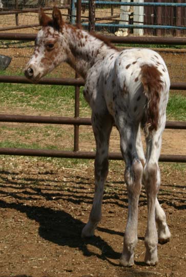 March 2006 Gelding by Charicature, pictured March 25, 2006.