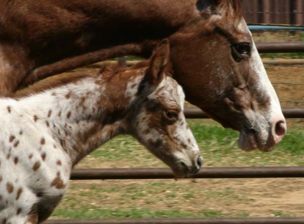 March 2006 Gelding by Charicature, pictured March 25, 2006.