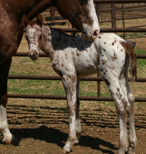 March 2006 Gelding by Charicature, pictured March 25, 2006.
