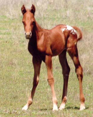 March 2006 Gelding by Charicature, pictured March 25, 2006.