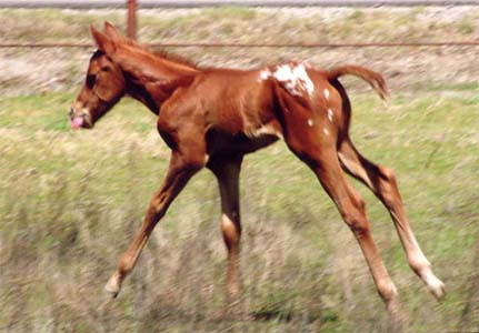 March 2006 Colt by Charicature, pictured March 27, 2006.