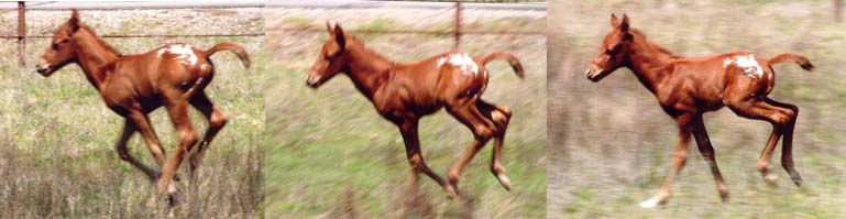 March 2006 Gelding by Charicature, pictured March 27, 2006.
