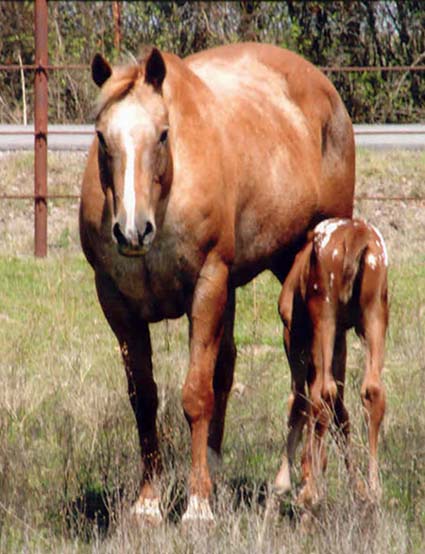 March 2006 Gelding by Charicature, pictured March 25, 2006.