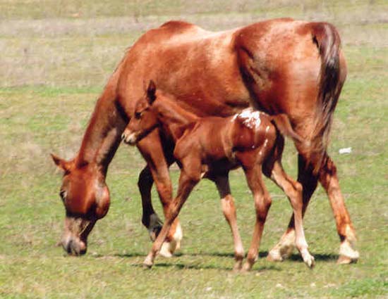 March 2006 Gelding by Charicature, pictured March 25, 2006.