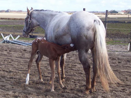 Invied Filly, born in The Netherlands, April 4, 2006