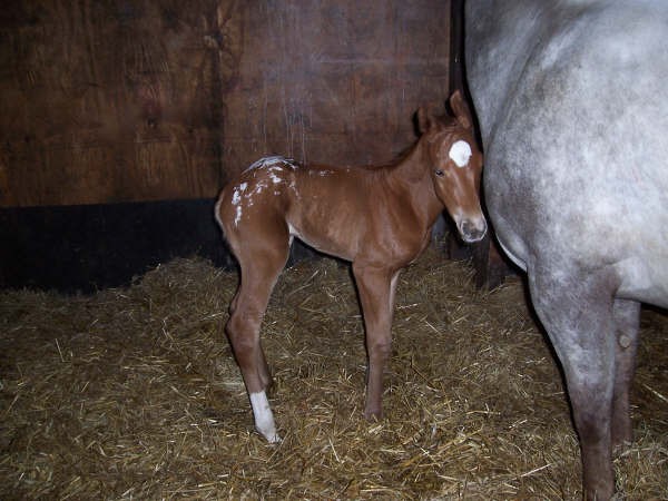 Invied Filly, born in The Netherlands, April 4, 2006