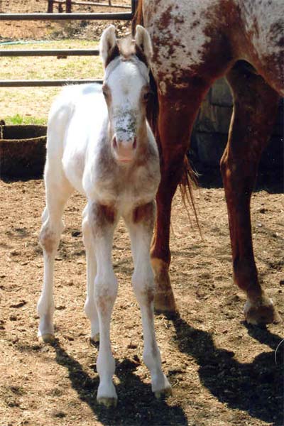 March 2006 Colt by Invitational, pictured March 27, 2006.