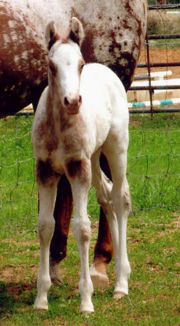 March 2006 Colt by Invitational, pictured April 2006.