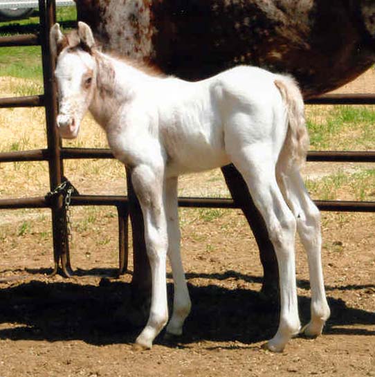 March 2006 Colt by Invitational, pictured March 27, 2006.
