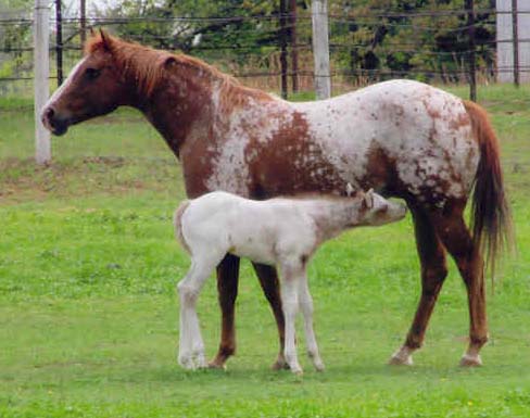 March 2006 Colt by Invitational, pictured April 2006.